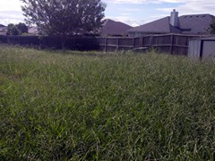 lawn-mowing-services-before